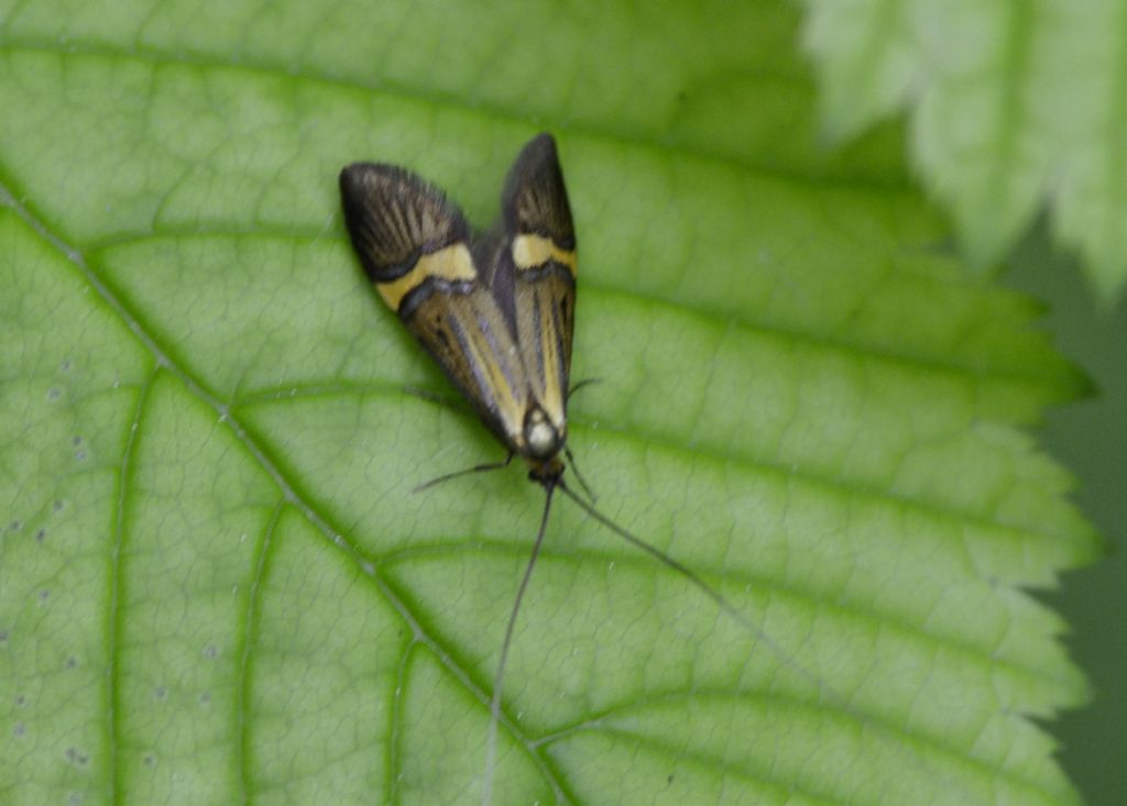 Nemophora  degeerella